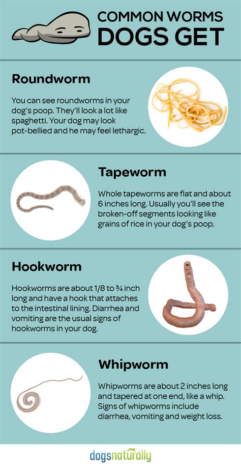 Types of Worms That Can Affect Dogs