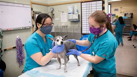 UC Davis Vet Tuition: A Comprehensive Guide