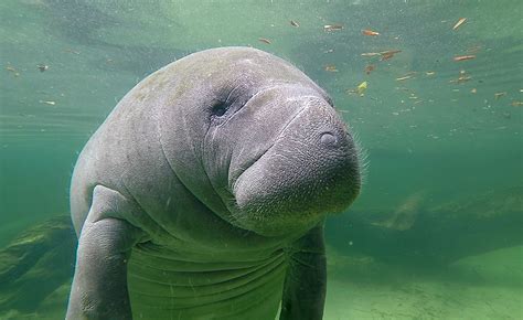 URF, THE MANATEE: THE GENTLE GIANT OF THE SEA