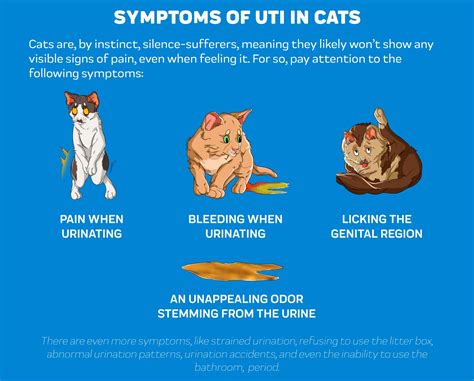 UTI in Cats