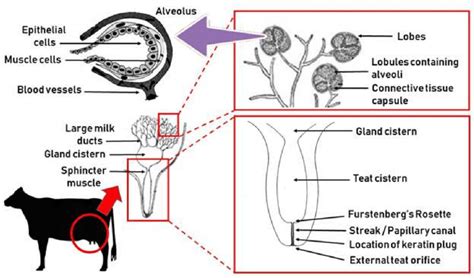 Udders: Unveiling the Beauty and Health of the Bovine Mammary Gland