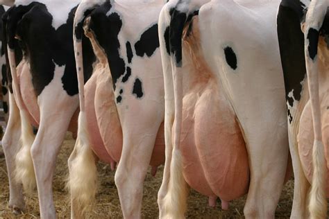 Udders Beauty World: Unlocking the Secrets of Udder Enhancement and Well-being