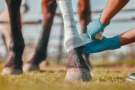 Ulcer Treatment for Horses: A Comprehensive Guide to Healing and Prevention