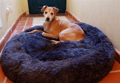 Ultimate Dog Car Bed Product Testing: 2025 Edition