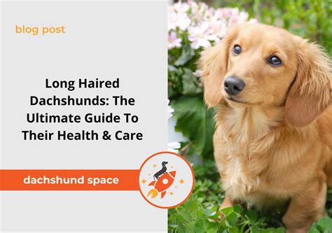 Ultimate Guide: Long-Haired Dachshund Ear Care in 2025