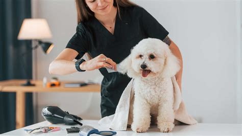 Ultimate Guide to 7 Best Dog Grooming Shops Near You: A Comprehensive Overview