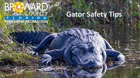 Ultimate Guide to Alligator Escort: Ensuring Safety and Convenience