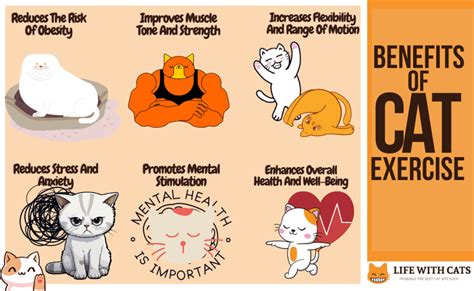 Ultimate Guide to Cat Exercise and Fitness Routines by 2025