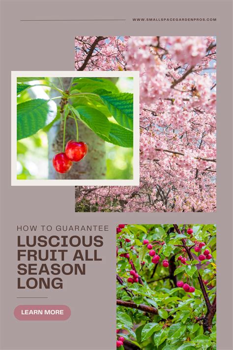 Ultimate Guide to Cherry Tree Fertilizer: Unleash 2025 Growth Potential