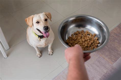 Ultimate Guide to Dog Feeding and Watering Accessories for 2025: Essential VS Convenient