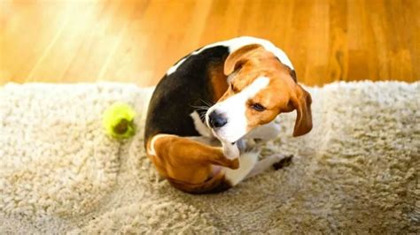 Ultimate Guide to Eradicating Fleas from Your Carpet