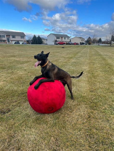 Ultimate Guide to Herding Ball for Dogs with Energy Issues: Empowering Canines in 2025