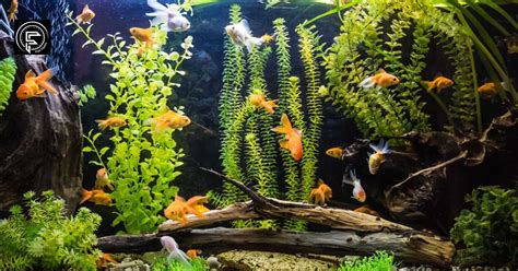 Ultimate Guide to Home Fish Tanks: A Comprehensive Resource for Beginners and Enthusiasts