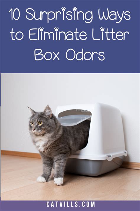 Ultimate Guide to Litter Box Odor Eliminators: 5 Solutions for a Fresh-Smelling Home