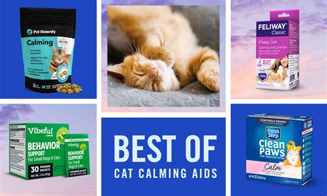 Ultimate Guide to Pet Stress Relief and Calming Aids in 2025: 11 Remedies VS 7 Mistakes to Avoid