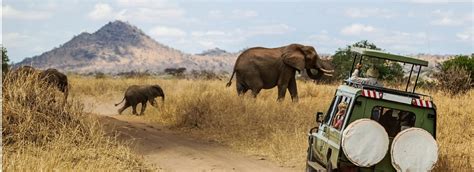 Um Safari Inesquecível com a Safari Menina: Conecte-se com a Natureza e Descubra o Mundo Selvagem