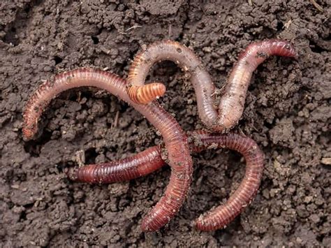 Uncle Jim's Worms: A Comprehensive Guide to Vermicomposting for Beginners and Advanced Users