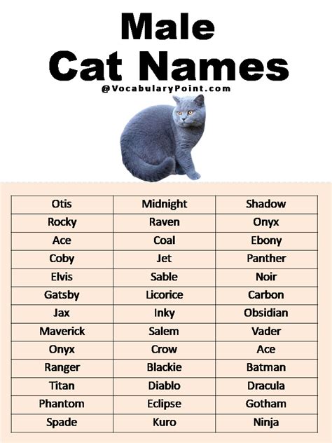 Uncommon and Unique Male Cat Names to Enchant Your Feline Companion