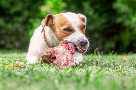 Uncooked Meat for Dogs: Risks & Benefits You Need to Know