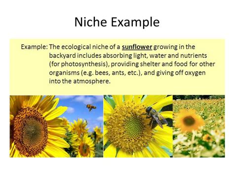 Uncover Your Niche in Science, Conservation, and Culture
