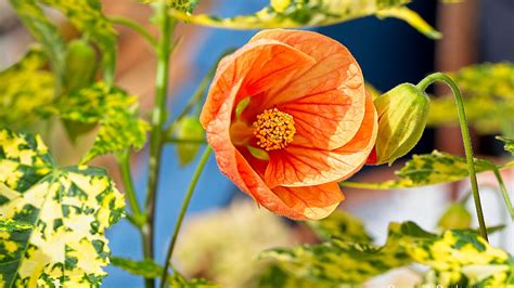 Uncover the Beauty and Benefits of Abutilon Pictum: A Guide to Enhance Your Garden