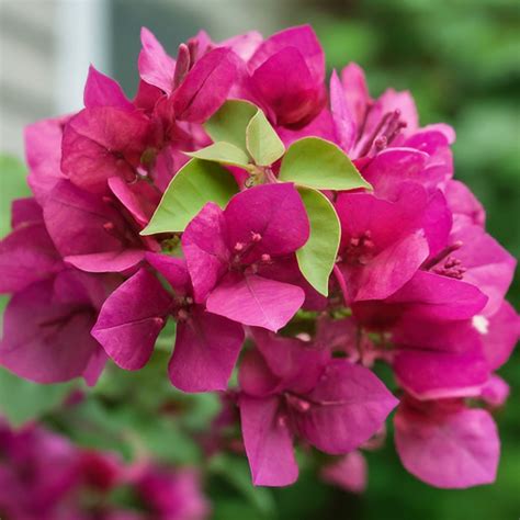 Uncover the Enchanting World of Bougainvillea: A Step-by-Step Guide to Cultivating Beauty