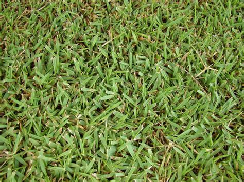 Uncover the Lush Secrets: Zoysia Grass Seed for a Thriving Lawn