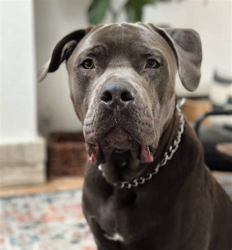 Uncovering the Canine Symphony: Exploring the Cane Corso Mixed with Pitbull