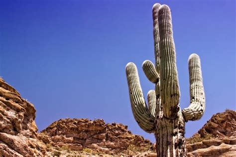 Uncovering the Desert's Treasures