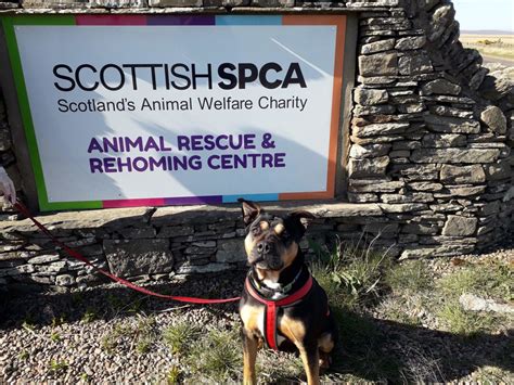 Uncovering the Vital Role of the SPCA: Safeguarding Animal Welfare