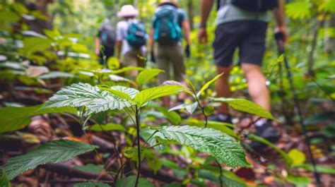 Uncovering the Wonders of Eroica Forest: A Comprehensive Exploration