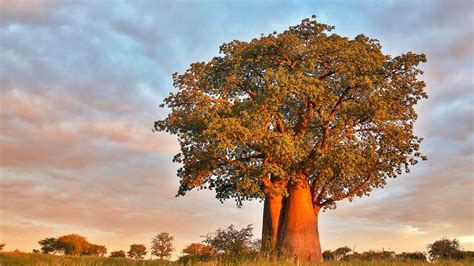 Under the Baobab Tree Kindle Editon