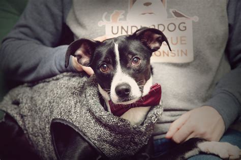 Underdog Pet Rescue: A Lifeline for 4,500 Abandoned Animals in Madison