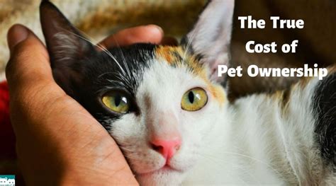 Underestimating the cost of pet ownership: