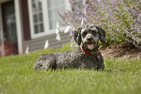 Underground Fence for Small Dogs: A Comprehensive Guide to Invisible Boundaries