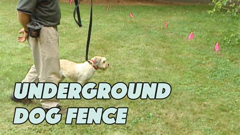 Underground Fencing for Dogs: A Comprehensive Guide for Responsible Pet Owners