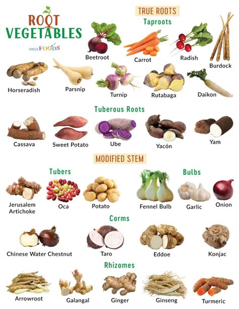 Underground Root Vegetables Chart