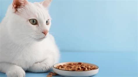 Understanding 4health Cat Food Ingredients