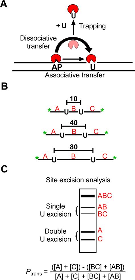 Understanding ASF Hung2: A Comprehensive Guide