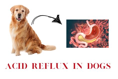 Understanding Acid Reflux in Dogs