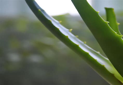 Understanding Aloe's Nutritional Needs