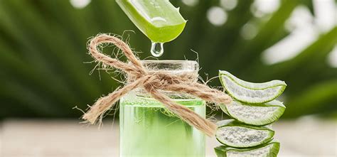 Understanding Aloe Vera's Composition and Properties