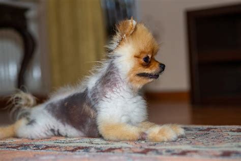 Understanding Alopecia in Dogs