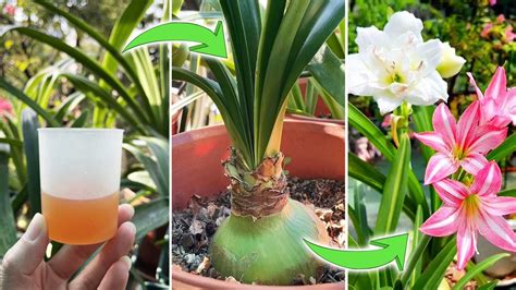 Understanding Amaryllis Fertilizer Needs