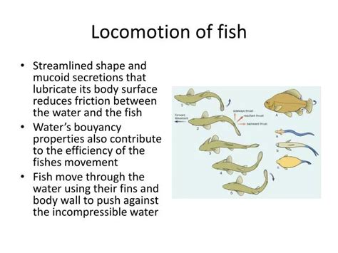 Understanding Angelfish Anatomy and Physiology