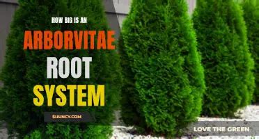 Understanding Arborvitae Nutrient Needs