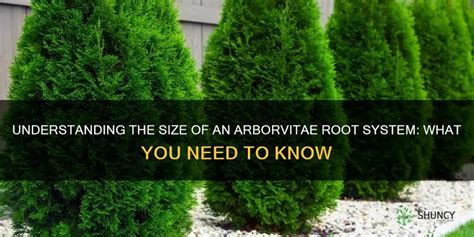 Understanding Arborvitae Tree Nutritional Needs