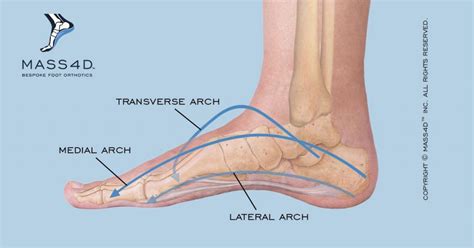 Understanding Arch Anatomy