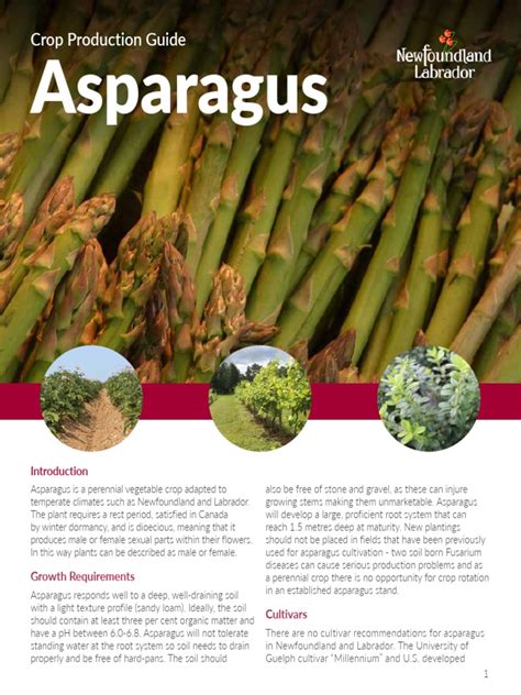 Understanding Asparagus Fertilization Needs