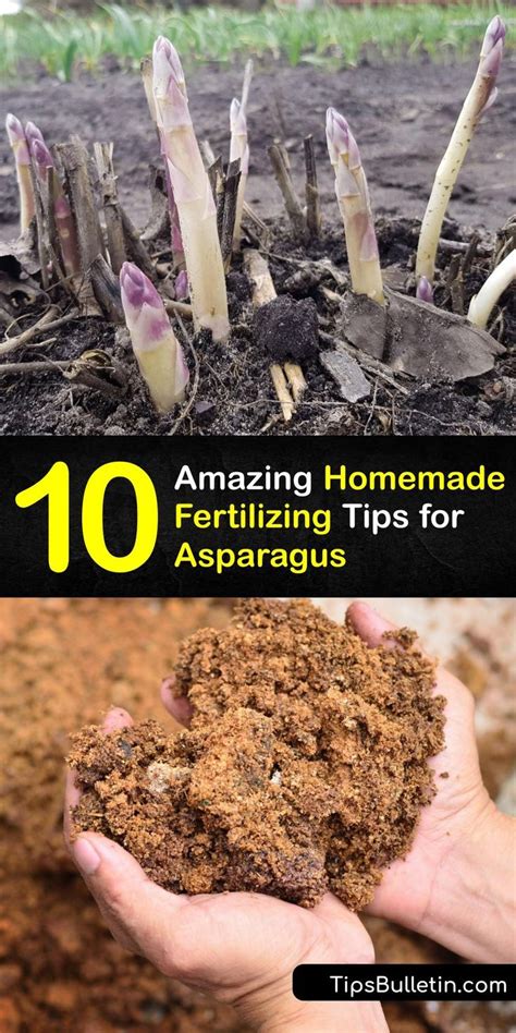 Understanding Asparagus Fertilizer Needs